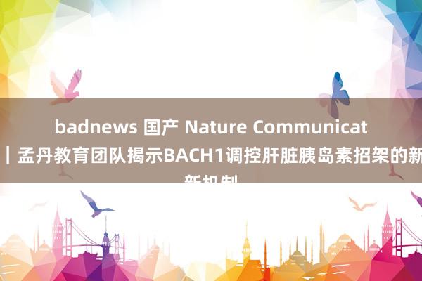 badnews 国产 Nature Communications｜孟丹教育团队揭示BACH1调控肝脏胰岛素招架的新机制